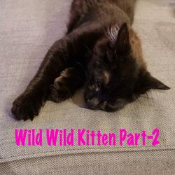 Wild Wild Kitten Part-2