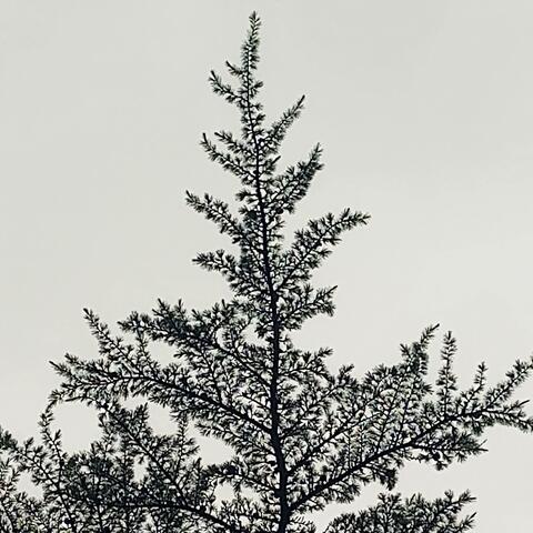 said the poplar tree