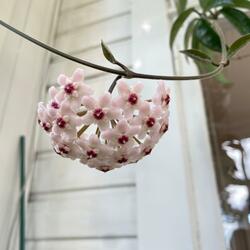 The whole of the moon