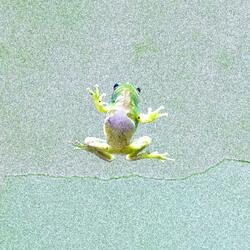 A Group of Frogs is Called an Army