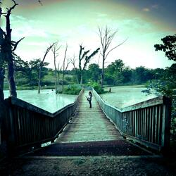 A Walk Through The Forest