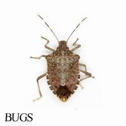 BUGS (feat. S44Dom)