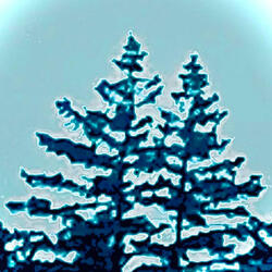 The Secret Speech of Trees