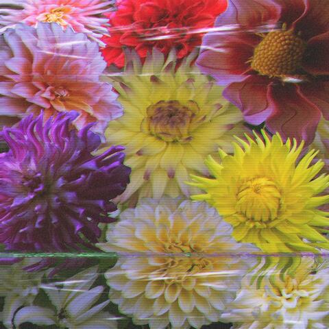 dahlia.