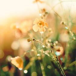 Springtime Afternoons Arr. For Grand Piano