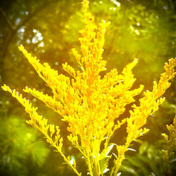 Golden Moment