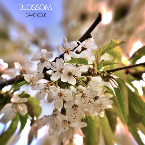 Blossom