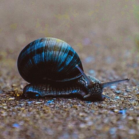 Snail Song