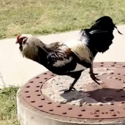 Chicken Breast