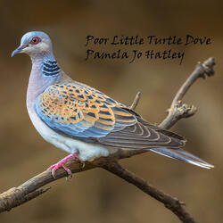Poor Little Turtle Dove