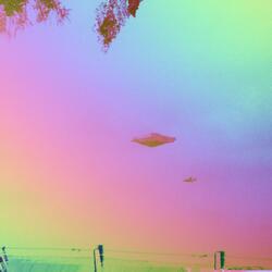 The Arcturians Are Telling Me to Burn the Birdhouse