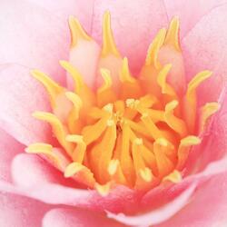 Pink Lotus 963 Hz (Sahasrara Opening)