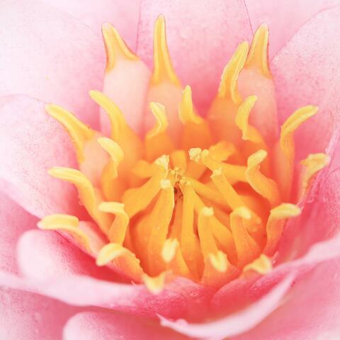 Pink Lotus 963 Hz (Sahasrara Opening)