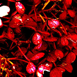 Petals