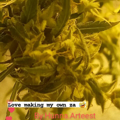 Nova OG