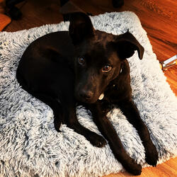 Necrophile Sick N Vile (feat. Kannibal Kannabis)