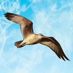 An Ode To The Curlew