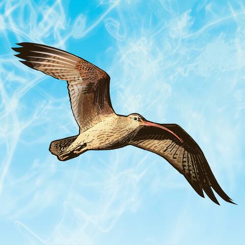 An Ode To The Curlew