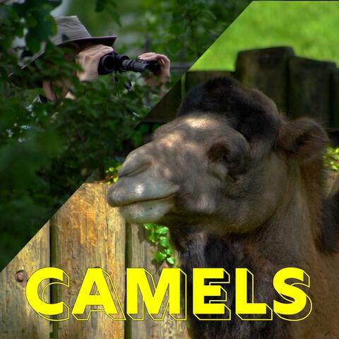 Camels