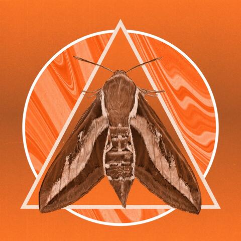 Moth