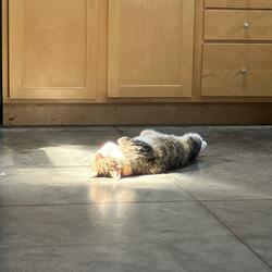 alice finds a sun spot