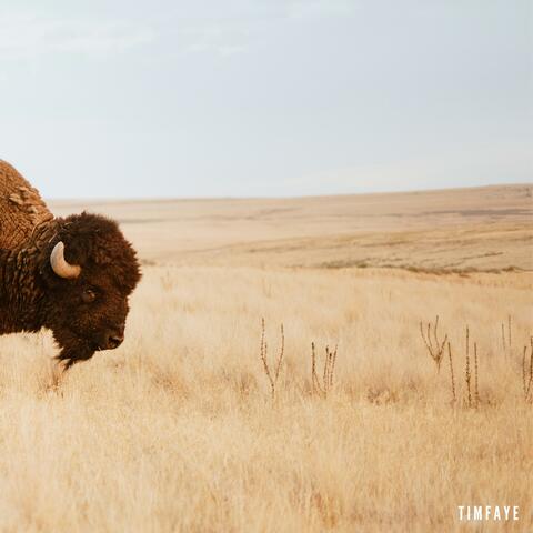 Bison