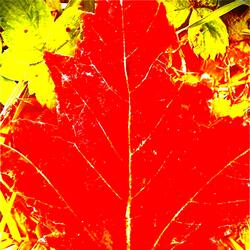 Beneath the Leaf