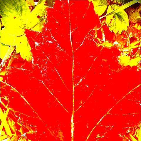 Beneath the Leaf