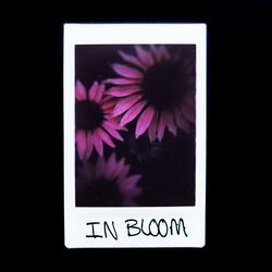 In Bloom