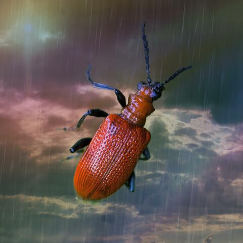 A Little Bug