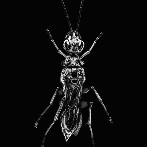 The Jewel Wasp