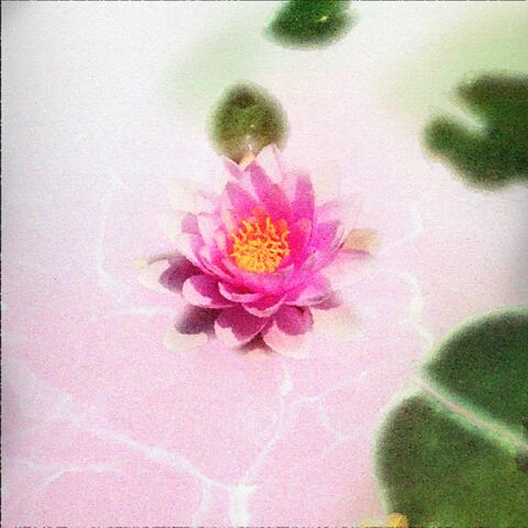 Pink lotus