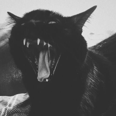 black cat