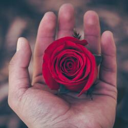 My love is like a red, red rose