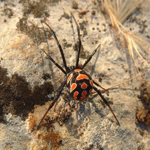Black Widow