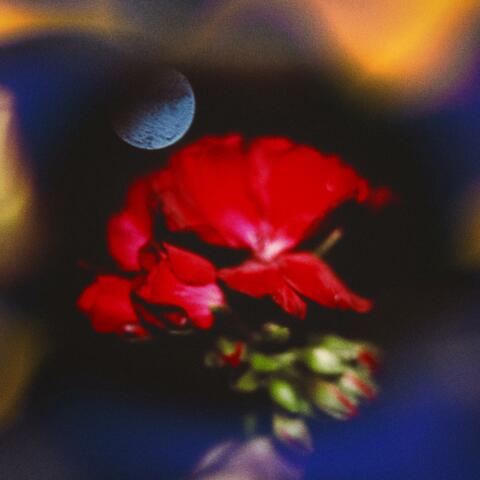 Bloom (feat. Bluenose.)
