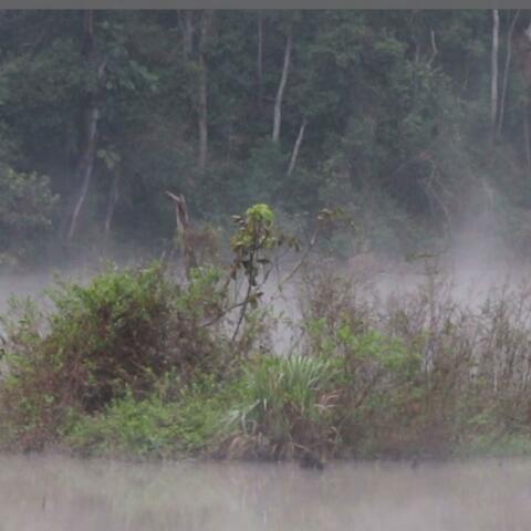 Spring Peeper Marsh