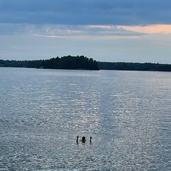 The Brain (Stay Focused)