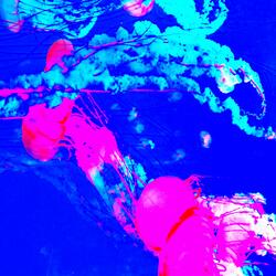 Jellyfish Flock (5m)