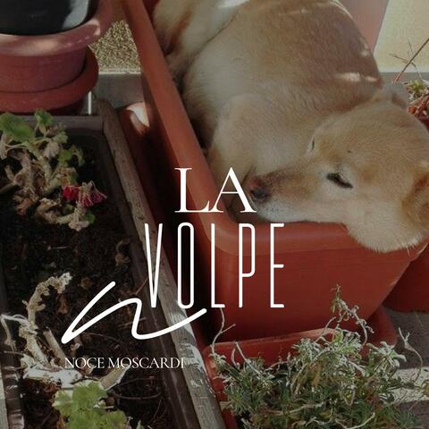 La volpe
