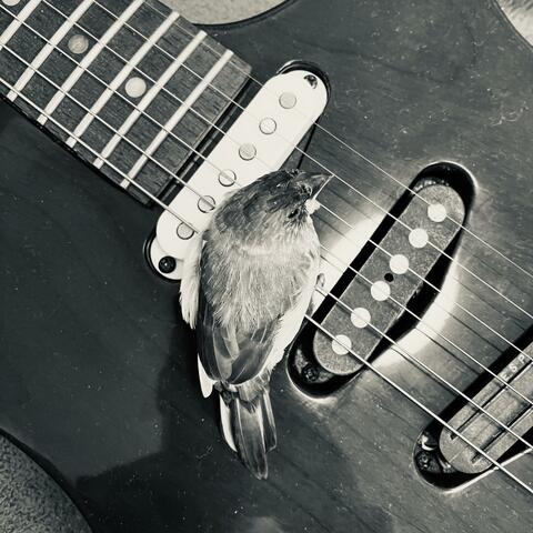 finch
