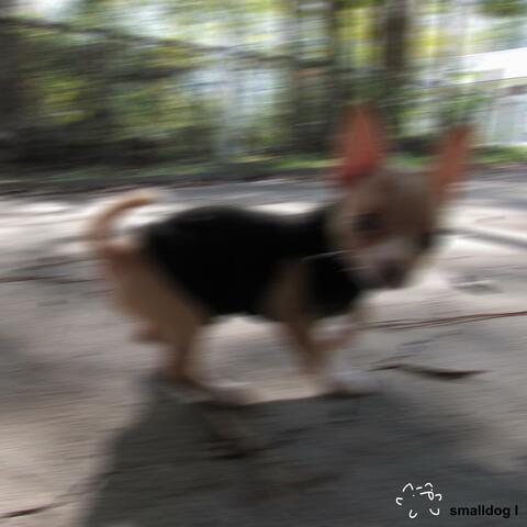 Smalldog I