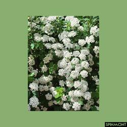 Hydrangea