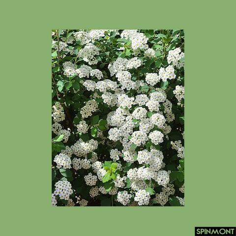 Hydrangea