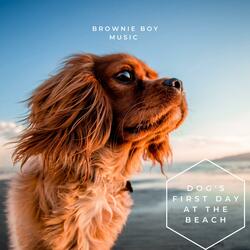 Dog's First Day At The Beach