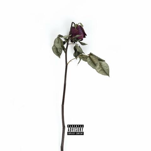 Rose's Interlude