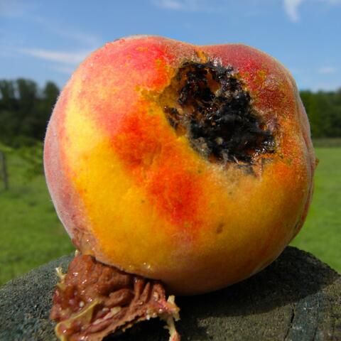 The Saddest Champion