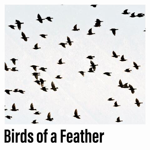 Birds of a Feather
