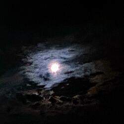 Dahlia (Moonlight Mix)