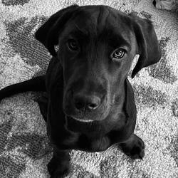 Bone to Pick
